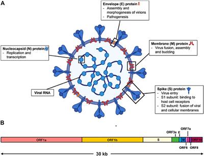 A Journey From SARS-CoV-2 to COVID-19 and Beyond: A Comprehensive Insight of Epidemiology, Diagnosis, Pathogenesis, and Overview of the Progress into Its Therapeutic Management